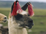 Close View of a Llama with Tassels in its Ears Photographic Print by Luis Marden