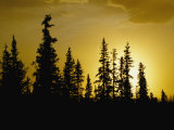 Fir Trees Silhouetted in Early Morning Sunlight at Nabesna Photographic Print