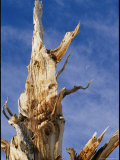 Detail of a Gnarled Bristlecone Pine Tree Photographic Print