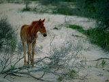 A Wild Pony on the Beach at Chincoteague Island Photographic Print