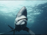 A Blue Shark off the Coast of Rhode Island Photographic Print