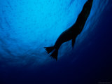 A Galapagos Sea Lion (Zalophus Californianus Wollebaeki) Photographic Print by Heather Perry