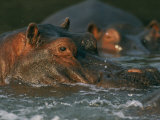 Hippopotamuses basking in river water Lámina fotográfica
