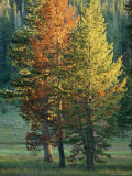 Trees Bearing the Colors of Fall Photographie
