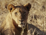 Portrait of a Young Male Lion Photographic Print