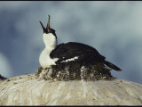 A Blue-Eyed Cormorant Photographie