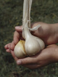 Garlic Cloves Photographic Print by Sam Abell