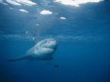 A Great White Shark Swimming in the Waters of South Australia Photographic Print