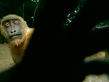 Tethered on a Rope, a Mandrill Reaches for the Camera Photographic Print by Michael Nichols