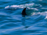 The Fin of an Atlantic Whitesided Dolphin Photographic Print
