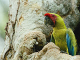 A Macaw Sits in a Tree Photographic Print