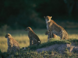 A Group of African Cheetahs Keep a Wary Eye out for Predators and Prey Photographic Print