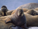 Atlantic Walruses Basking in the Sun Photographic Print