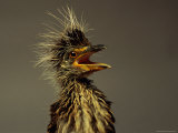 A Juvenile Black-Crowned Night Heron Photographie