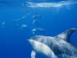 Common Dolphins Photographic Print