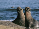 Two Male Northern Elephant Seals Fight for Dominance During Mating Season Photographic Print