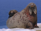 An Atlantic walrus (Odobenus rosmarus) cub rests on its mothers back Lámina fotográfica An Atlantic walrus (Odobenus rosmarus) cub rests on its mothers back Lámina fotográfica
