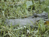 A Close-up of an American Alligator in Georgias Okefenokee Swamp Photographie
