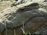 Head of a Crocodile Photographic Print by Jonathan Blair