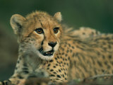 A Close View of a Juvenile African Cheetah Photographic Print