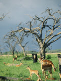 A Group of Resting Gazelles Photographic Print by Beverly Joubert