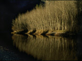 Tree-Lined Creek in Shadow Photographic Print by Marc Moritsch