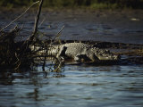 A Crocodile Lazes on a Sandbar Photographic Print by Sam Abell