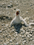 Cormorant Chick at a Colony Along Lake Michigan Photographic Print