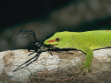 A Madagascar Day Gecko Feeds on a Spider Photographic Print