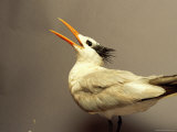 A Royal Tern Undergoing Rehabilitation Photographie