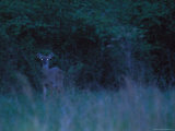A White Tailed Deer Stares at the Camera Photographic Print