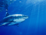Grand requin blanc Photographie
