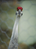 Portrait of a Sandhill Crane Photographie