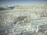 Reindeer Stampede Past Larch Trees in the Siberian Subarctic Taiga Photographic Print