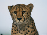 A portrait of an African cheetah Lámina fotográfica