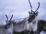 Barren-Ground Caribou Photographic Print