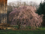 A Japanese Weeping Cherry Tree Blooms Beside an Old Barn Photographic Print