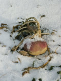 Squash Plant in the Snow Photographic Print by Sam Abell