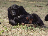 Two of the Many Chimpanzees at Gombe Stream National Park in Tanzania Photographic Print by Kenneth Love