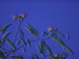 Flowering Mimosa Tree Photographic Print
