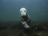 A Gray Seal in the Gulf of Maine Photographic Print