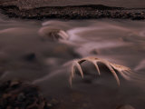 The Alsek River in Alaska Gently Flows over a Moose Skull Photographic Print by Barry Tessman