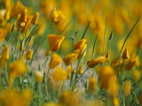 Mexican Poppies Photographie