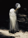 A Majestic Great Egret Cranes its Neck to Pluck at its Feathers Photographic Print