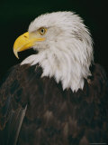 Profile Shot of an American Bald Eagle Photographie