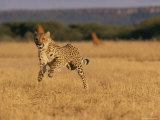 An African Cheetah Appears to Be Leaping in the Air in Mid-Sprint Fotografisk tryk af Chris Johns An African Cheetah Appears to Be Leaping in the Air in Mid-Sprint Fotografisk tryk af Chris Johns
