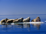 A Group of Atlantic Walruses Rest on Drifting Ice Photographic Print by Paul Nicklen