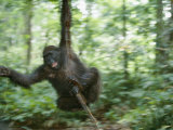 Juvenile gorilla swinging on a vine Lámina fotográfica Juvenile gorilla swinging on a vine Lámina fotográfica