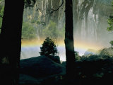A Rainbow Rises Above the Mist in the Woods Photographic Print