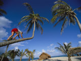A Woman Climbs a Palm Tree for Some Coconuts Fotografie-Druck